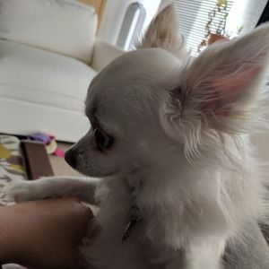 Meet your Posher, Alice